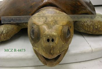Media type: image; Herpetology R-4473